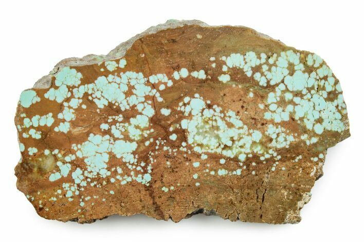 Polished Turquoise Slab - Number Mine, Carlin, NV #245507